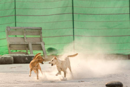 Two dogs  get angry while playing each otherの写真素材