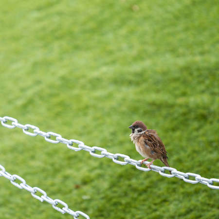 Portrait of a sparrow on chainの写真素材