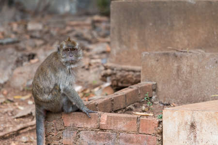 Monkey portrait, Krabi, Thailandの写真素材