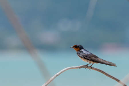 Little bird on branchの写真素材