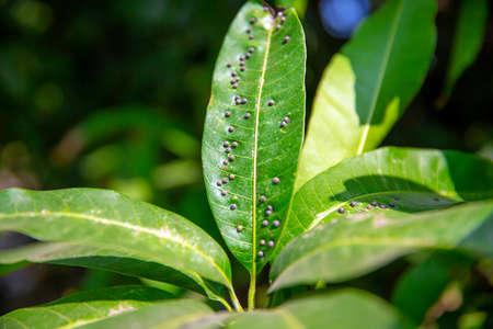Disease in mango that causes the skin of leaves to become black spots.