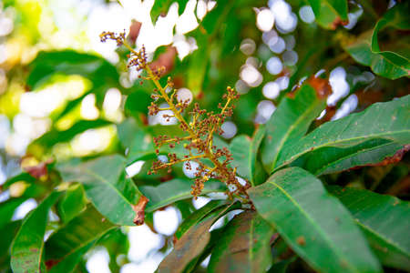 Disease in mango that causes the skin of mango fruits and leaves to become black spots.