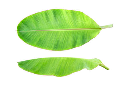 The top view and sides of the banana plant tree leaves on a white background.