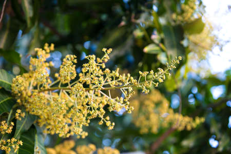The mango bouquet or mango flower is blooming full on the mango trees in the gardenの写真素材