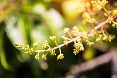 The mango bouquet or mango flower is blooming full on the mango trees in the gardenの写真素材