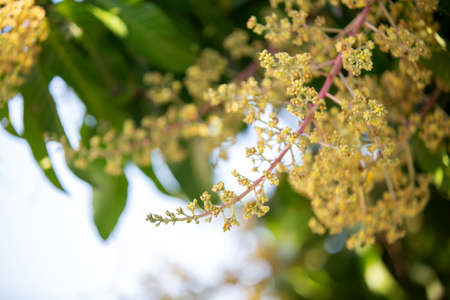 The mango bouquet or mango flower is blooming full on the mango trees in the gardenの写真素材