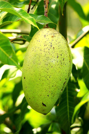 Mango Tree