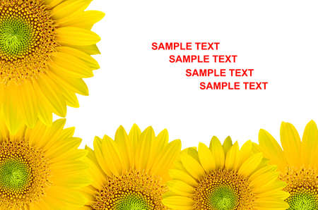 Sunflowers background isolated with sample textの写真素材