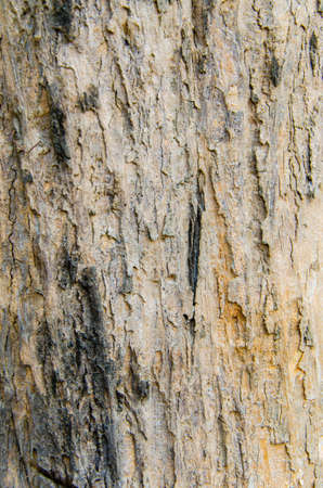 Bark of Treeの写真素材