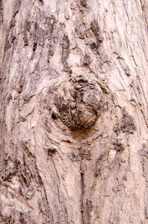 Gnarl of Treeの写真素材