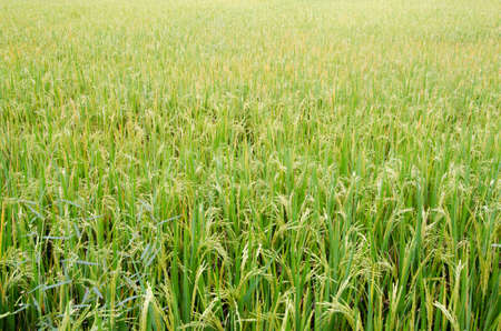 Rice Fieldsの写真素材