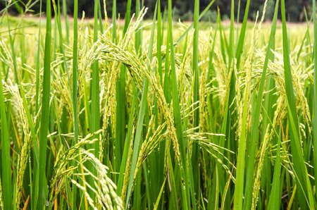 Close up rice plant in a filedの写真素材