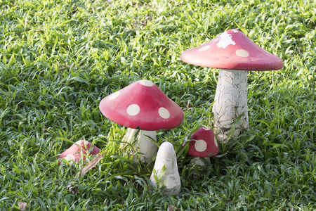 Close up of colorful mushroom on lawn in the gardenの写真素材