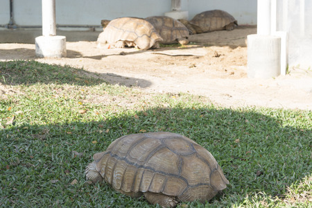 Close up turtle resting in the gardenの写真素材