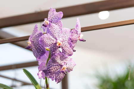 Close Up  beautiful purple orchid flower blooming in the garden, Nature Backgroundの写真素材