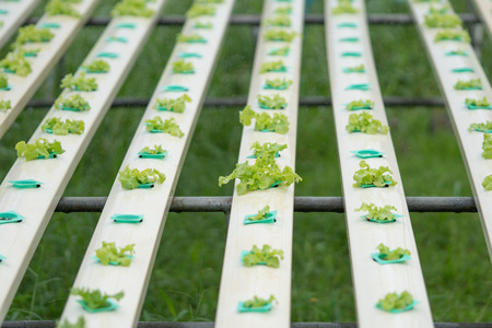 Young vegetable in greenhouse with white tray hydroponics farm for health marketの写真素材