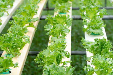 Lettuce growing in Organic hydroponic vegetable farm Greenhouseの写真素材