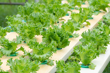 Lettuce growing in Organic hydroponic vegetable farm Greenhouseの写真素材