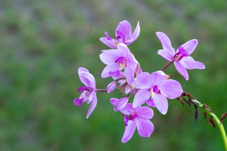 Beautiful purple wild flower in the park outdoors nature backgroundの写真素材