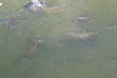 Group of fish swimming in a pool open mouth for oxygen air breathe, nature pondの写真素材