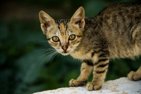 cat