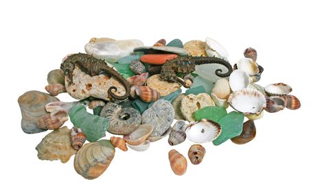 Sea shells on white background