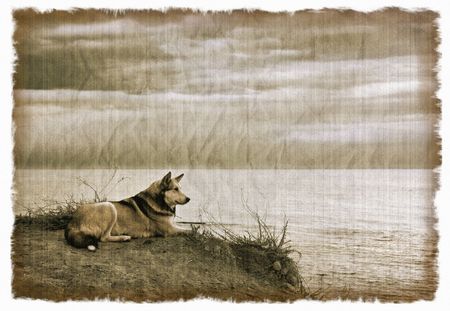 Old photograph of wild dog on a textured card, in grunge style. Film grain.の写真素材