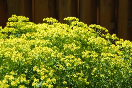 Green cultivated flowers against a background from brown fenceの写真素材
