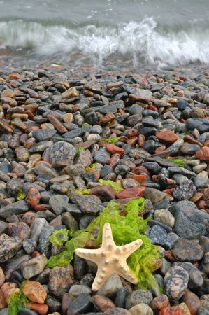 Starfish on a pebble beachの写真素材