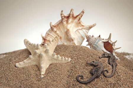 Seashells on a sand background