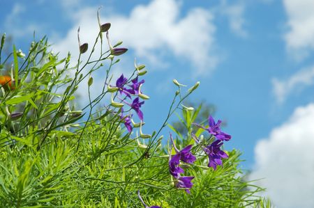 Summer wild flowers in meadow over sky. Selective focus.の写真素材