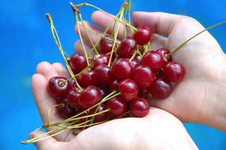 Hand holding a bunch of cherries on blue background