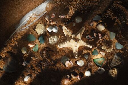 Sea shells and stones on sea-beach background. Photograph is made in lightbrush technique. Low-key...