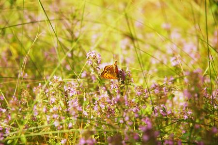 Nice orange butterfly on a thyme s.の写真素材