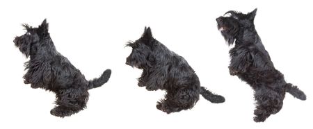 Scottish terrier puppy jumping in the air against white background.の写真素材