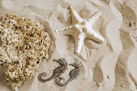Starfish, hippocampus and coquina rock on sand backgroundの写真素材