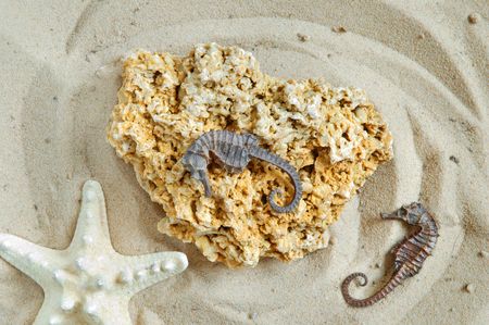 Starfish, hippocampus and coquina rock on sand backgroundの写真素材