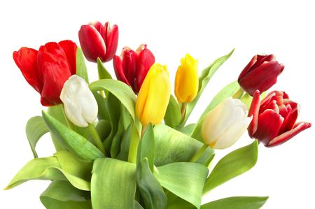Colored spring tulips on white backgroundの写真素材