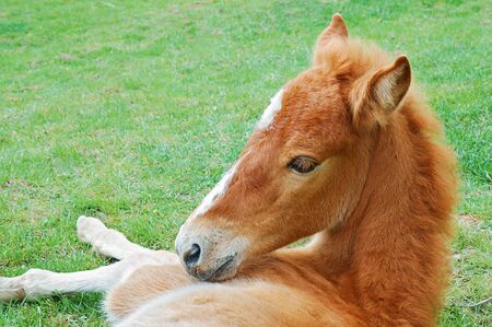Close-up of a foal resting on a meadowの写真素材