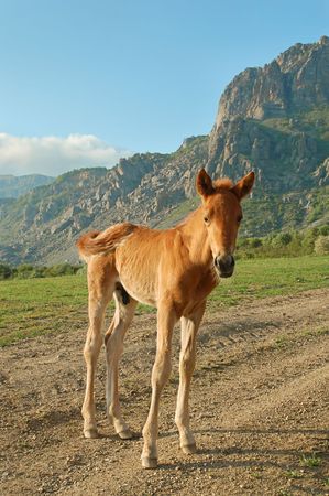 Foal on a meadowの写真素材