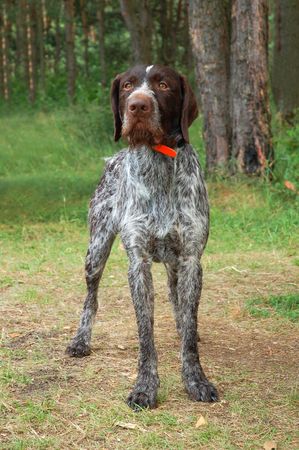 German wirehaired pointer resting in the green grassの写真素材