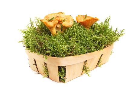 Autumn chanterelles with green moss in a basket on white backgroundの写真素材