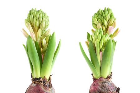 Growing hyacinth flower bulb in pot on white backgroundの写真素材
