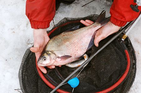 Fisherman holding a bream fish on a winter snow backgroundの写真素材