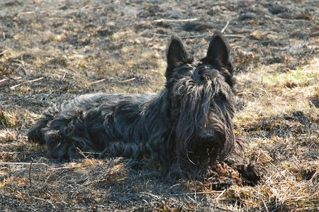 Scottish terrier resting on the black grassの写真素材