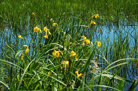 Beautiful summer lake with yellow blooming iris flowers in a waterの写真素材