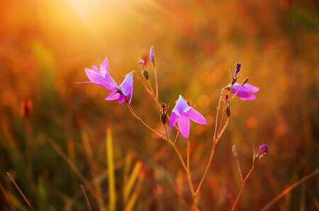 Blooming wild bluebell flowers in a meadowの写真素材