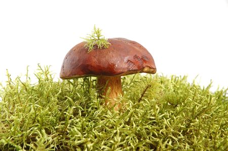 King boletus mushrooms bunch with green moss on white backgroundの写真素材