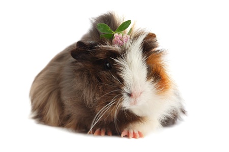 Cute pet. Guinea pig on a white background.の写真素材