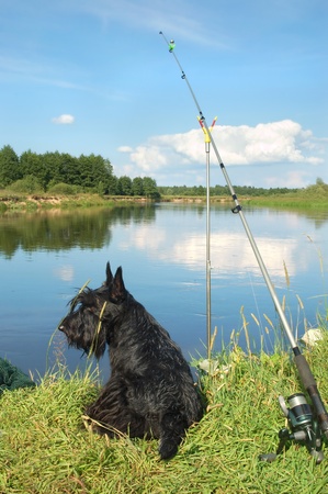 Scottish terrier with fishing rod resting on the shoreline of a riverの写真素材